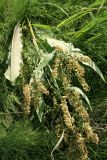 Rumex hydrolapathum. Плодоносящее растение, поваленное ветром (видна абаксиальная поверхность листьев). Псковская обл., Псковский р-н, окр. дер. Филатова Гора; берег р. Великая, осоково-хвощовые заросли. 29.07.2021.