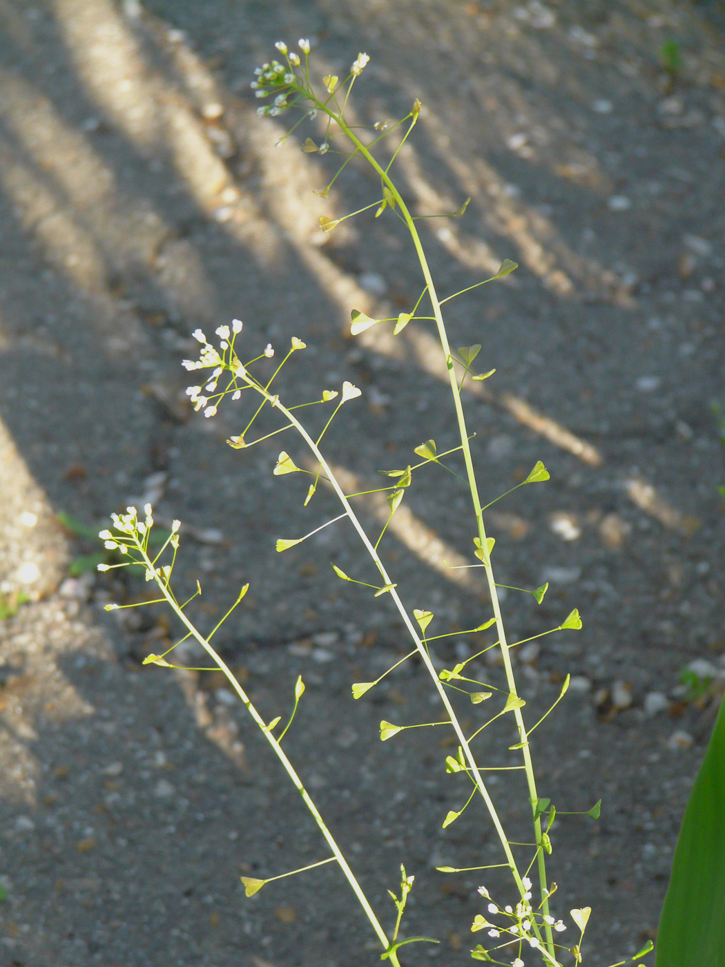 Image of Capsella bursa-pastoris specimen.