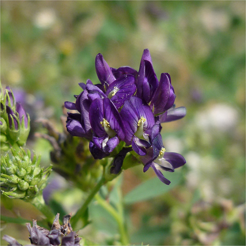 Image of Medicago sativa specimen.