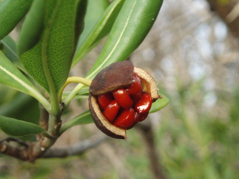 Image of Pittosporum tobira specimen.