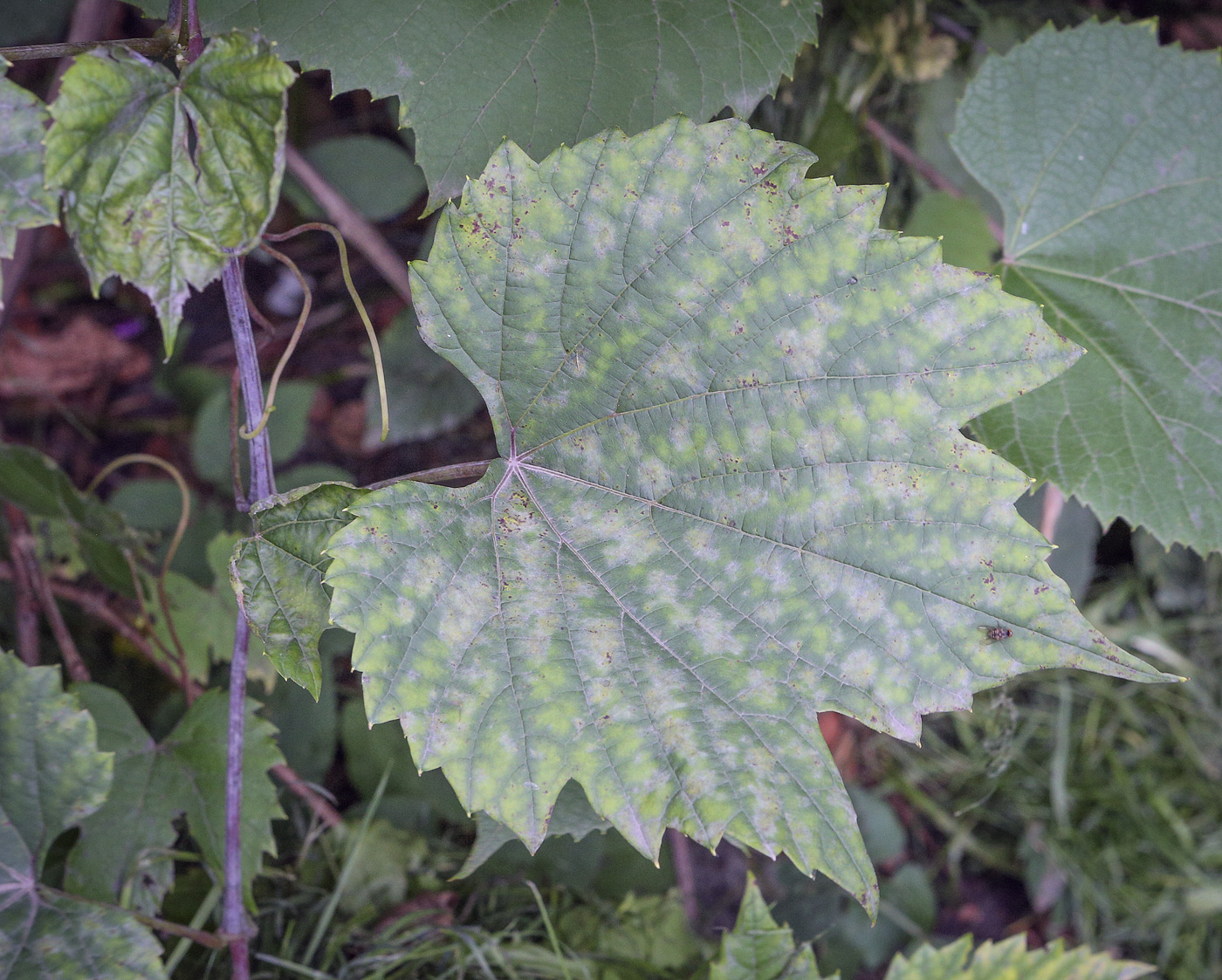 Image of Vitis amurensis specimen.