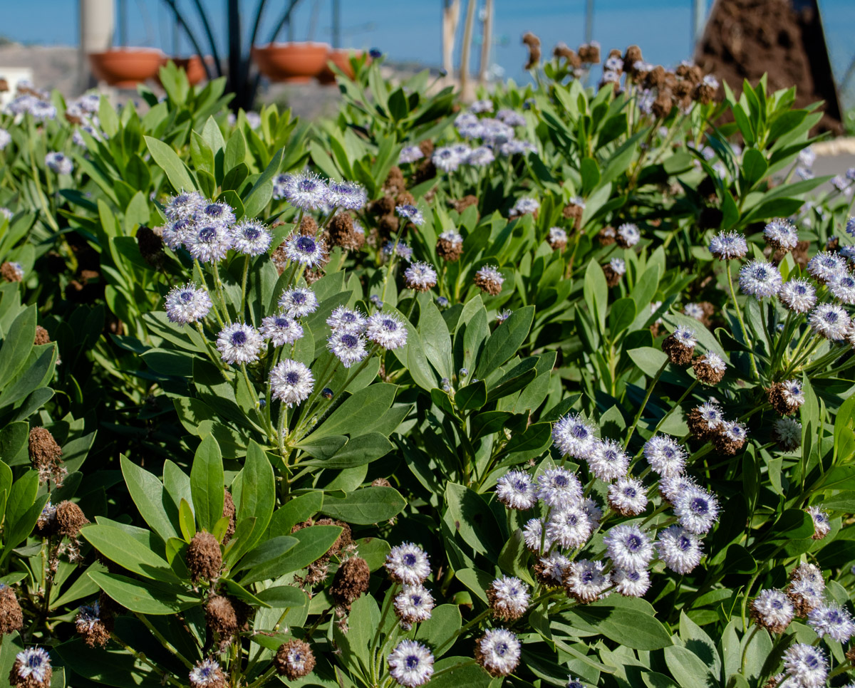 Изображение особи род Globularia.