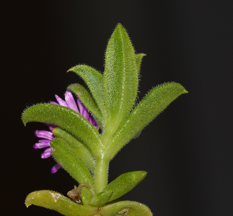 Изображение особи семейство Aizoaceae.