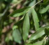 Combretum kraussii