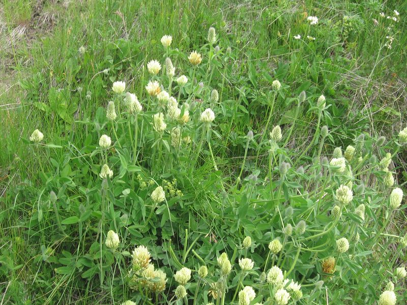 Изображение особи Trifolium trichocephalum.