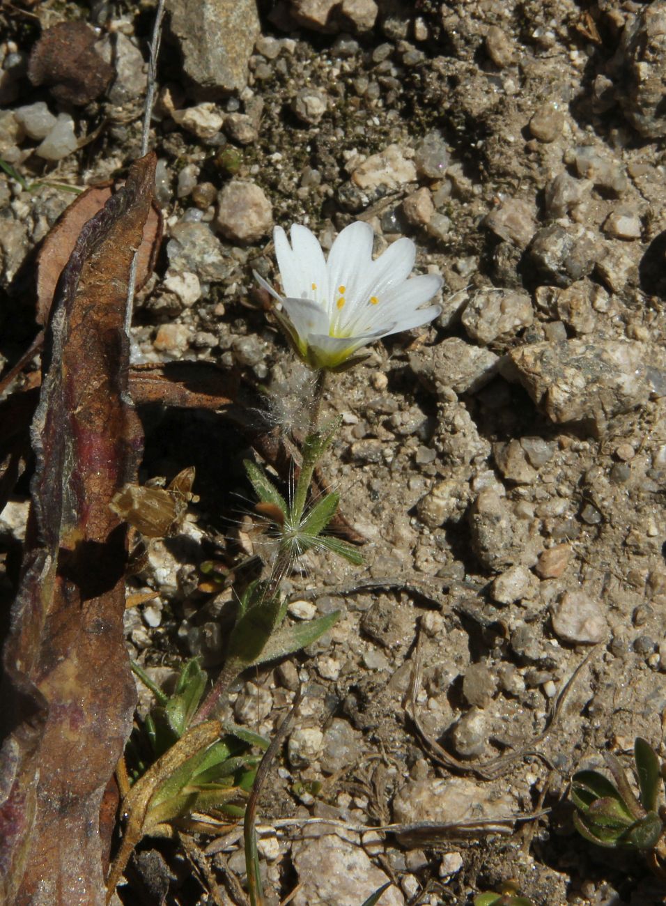 Изображение особи Dichodon cerastoides.