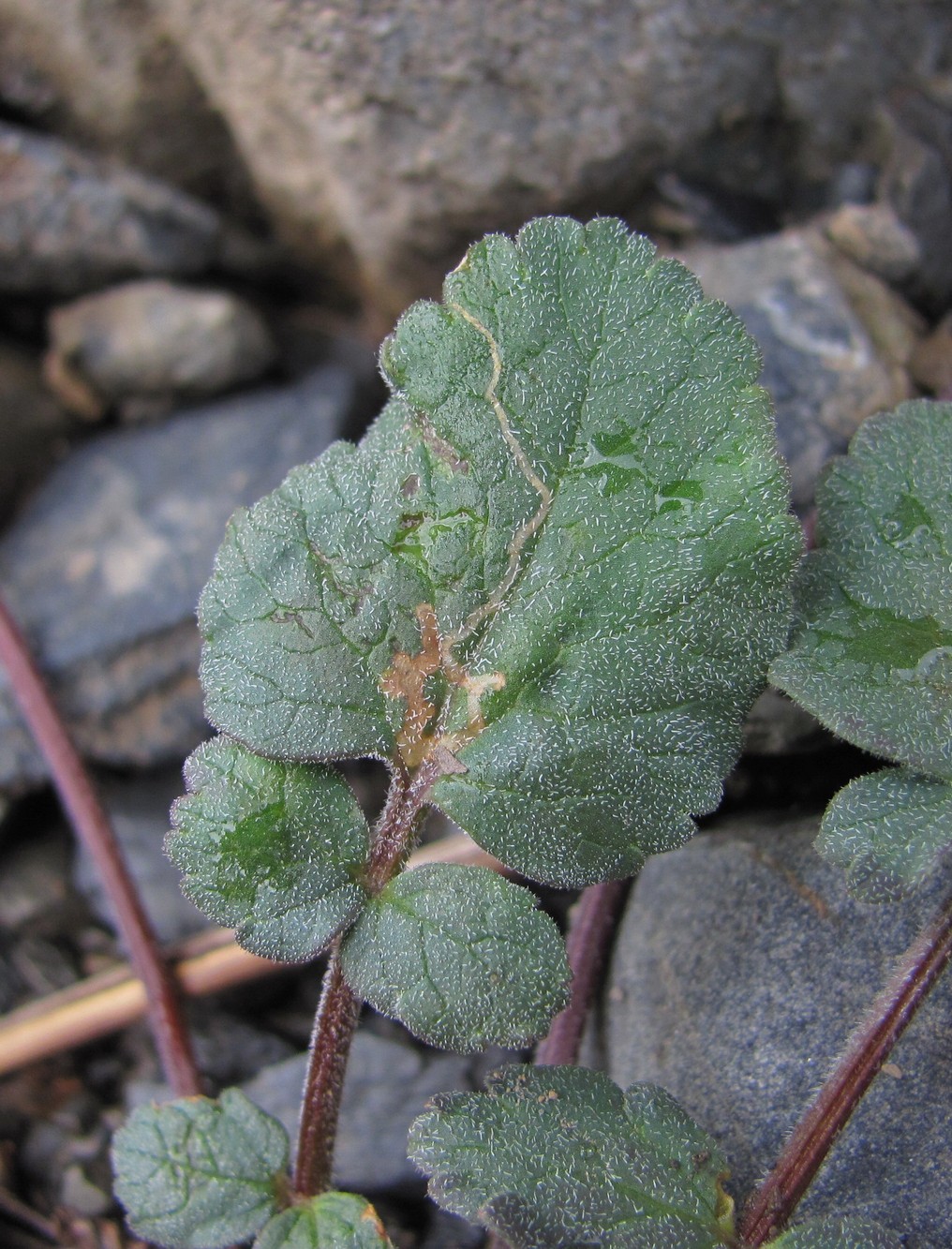 Image of Symphyoloma graveolens specimen.