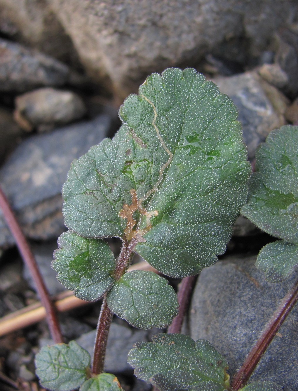 Изображение особи Symphyoloma graveolens.