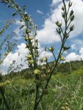 Trachelanthus korolkowii. Соплодия. Казахстан, Зап. Тянь-Шань, Таласский Алатау, ур. Таяк-Салды, лугово-степной пояс, ≈ 2100 м н.у.м. 14 июня 2019 г.