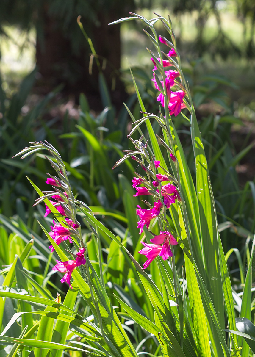 Изображение особи род Gladiolus.