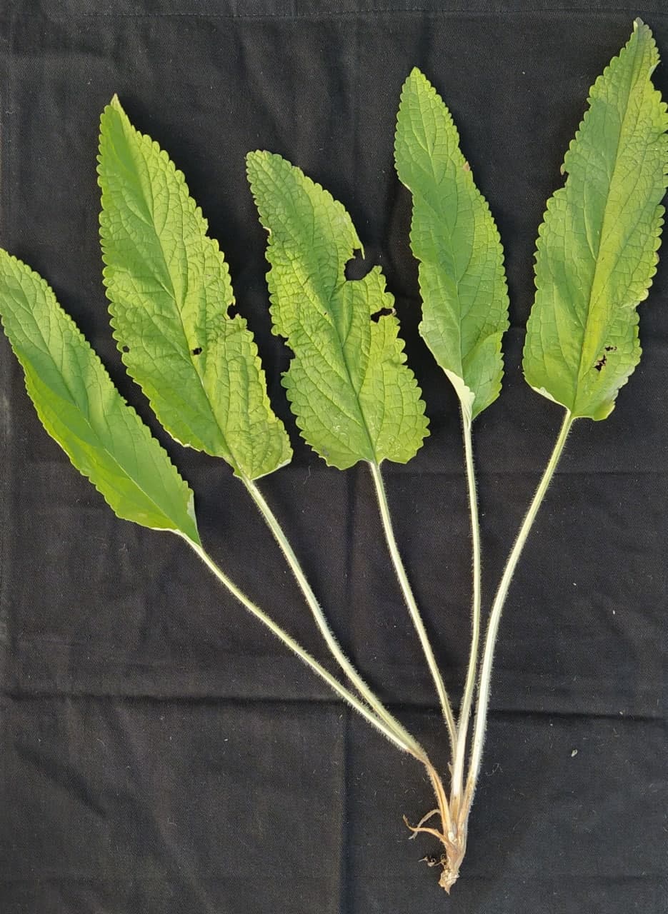 Image of Phlomoides alaica specimen.