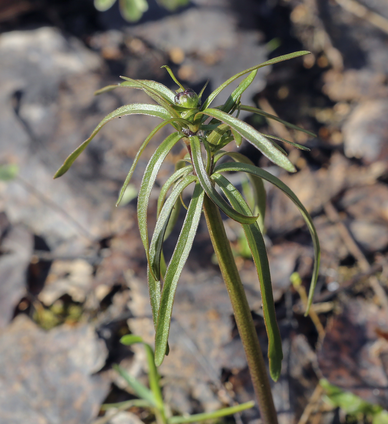 Image of Ranunculus auricomus specimen.