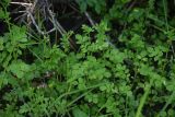 Cardamine amara