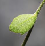 Image of taxon representative. Author is Вера Волкотруб