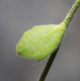 Draba cardaminiflora. Часть побега с листом (вид на абаксиальную поверхность). Приморский край, Дальнегорский ГО, окр. с. Рудная Пристань, 1 км к юго-юго-западу от мыса Бриннера, приморские скалы. 12.06.2022.