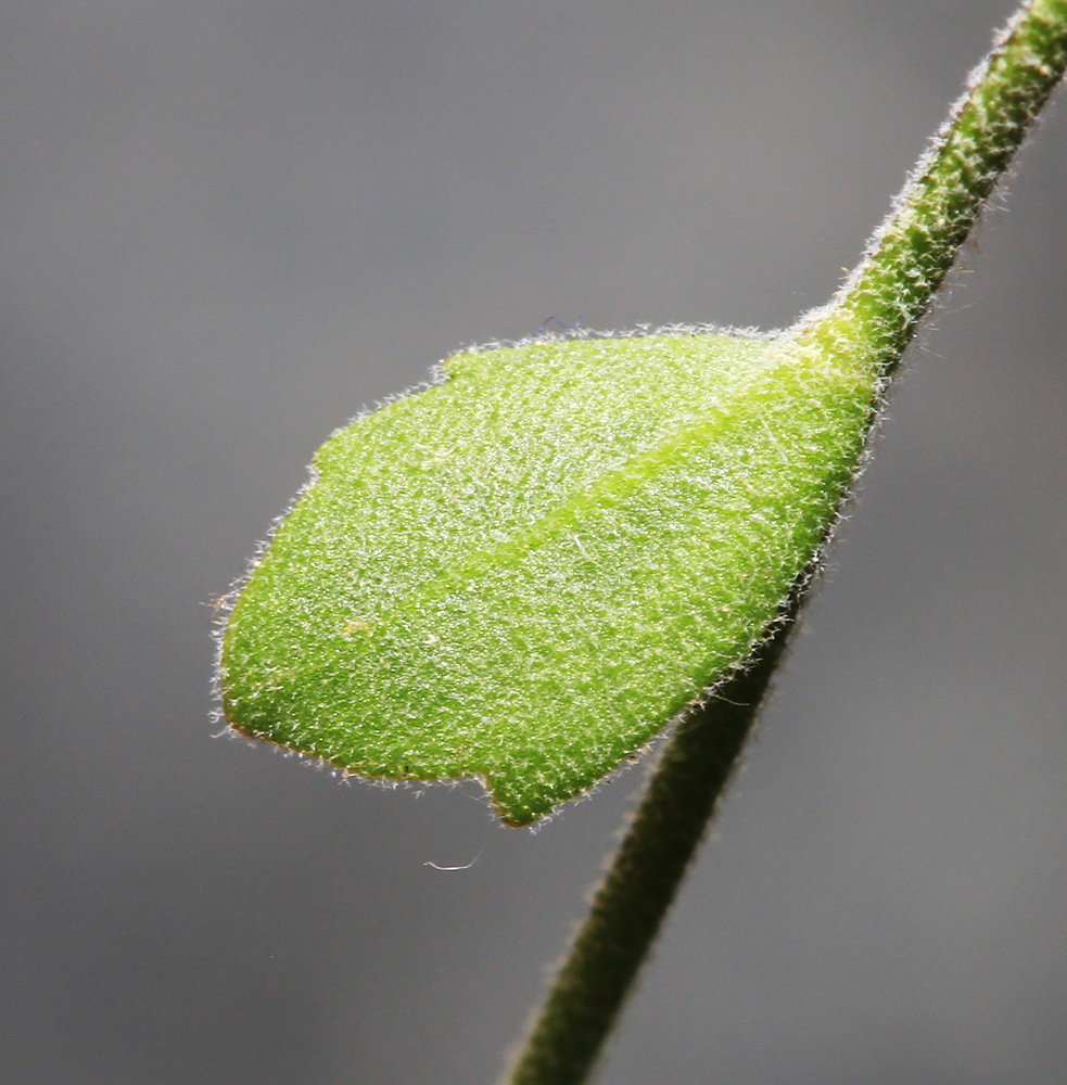 Изображение особи Draba cardaminiflora.