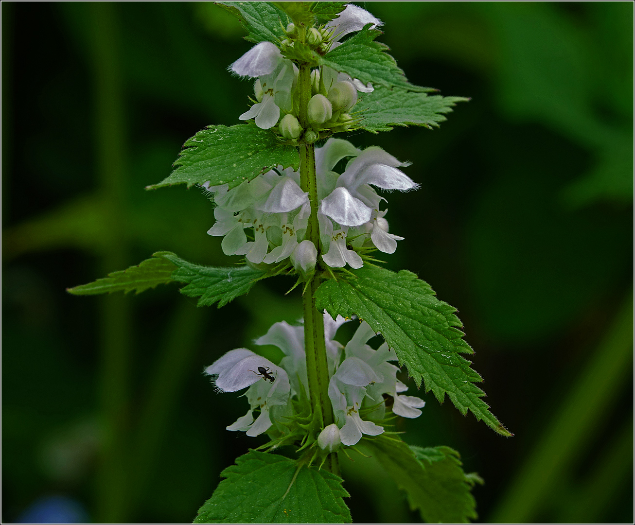 Image of Lamium album specimen.