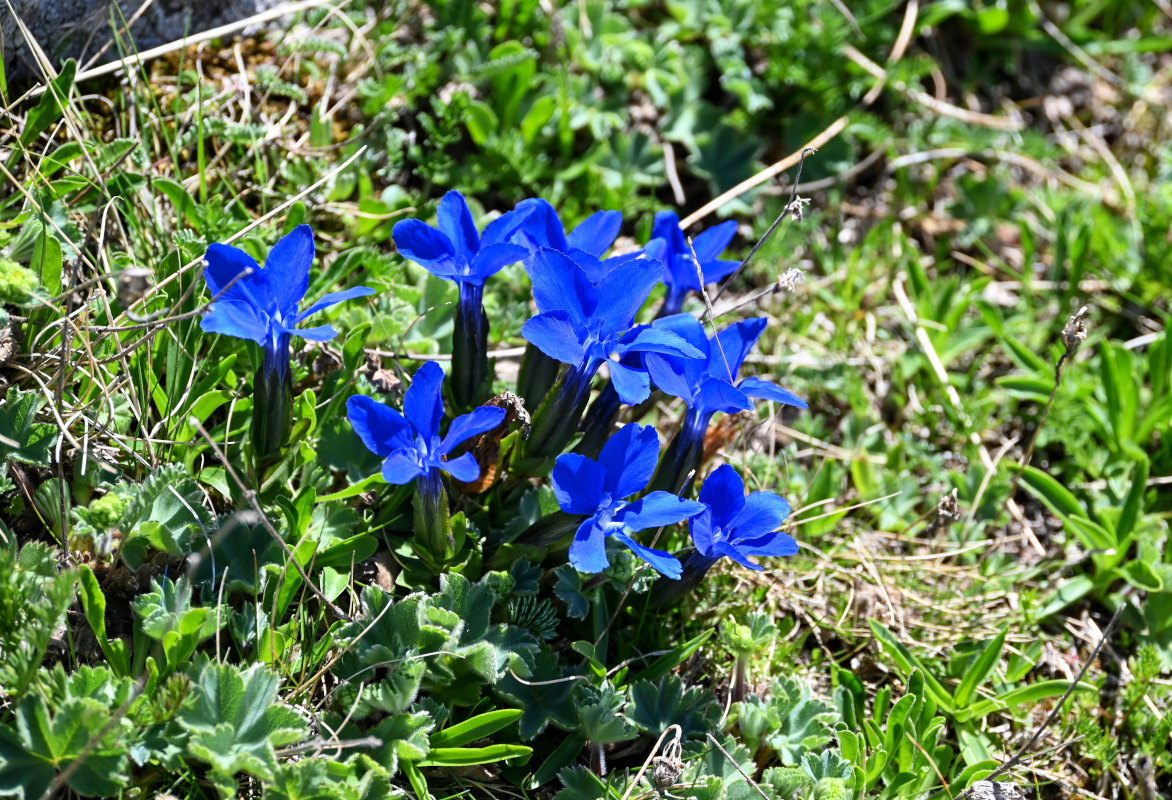 Изображение особи Gentiana pontica.