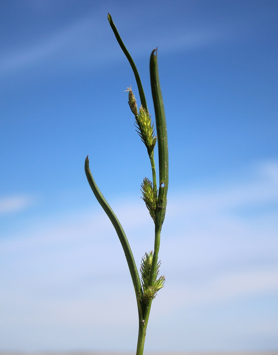 Image of genus Carex specimen.