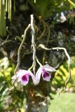 genus Dendrobium