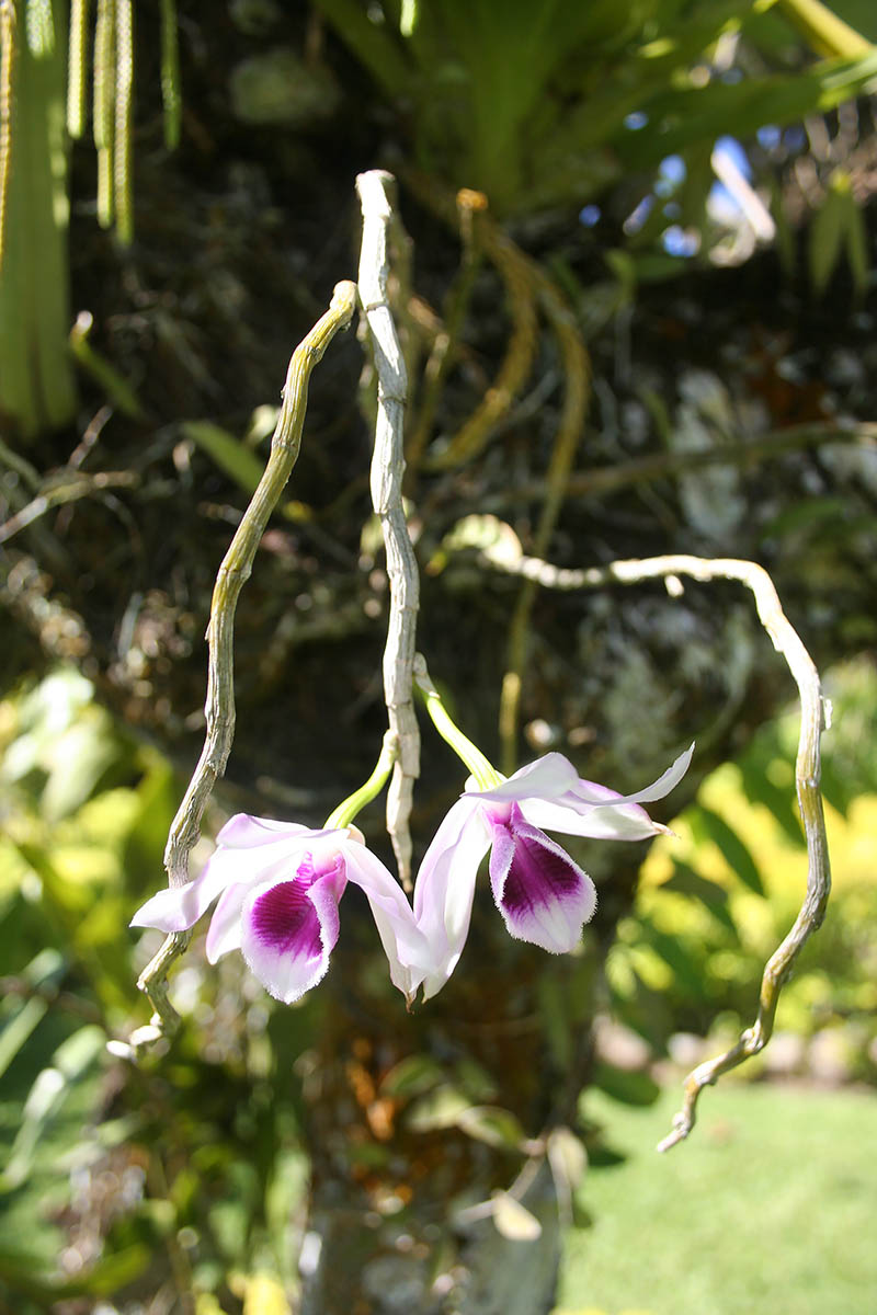 Изображение особи род Dendrobium.