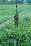 Veratrum nigrum