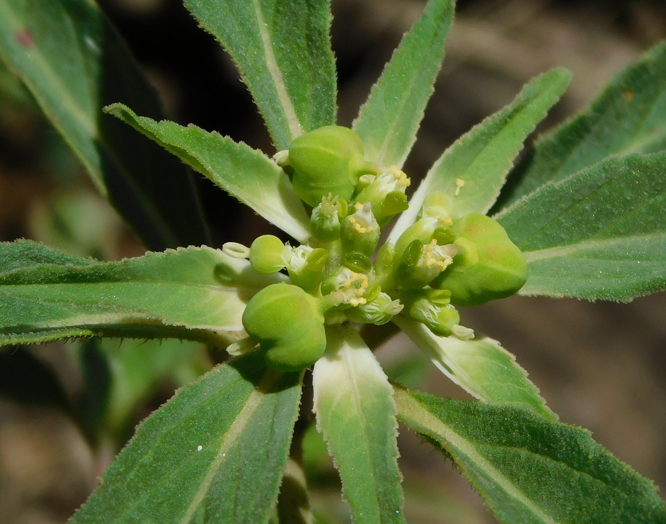 Image of Euphorbia davidii specimen.