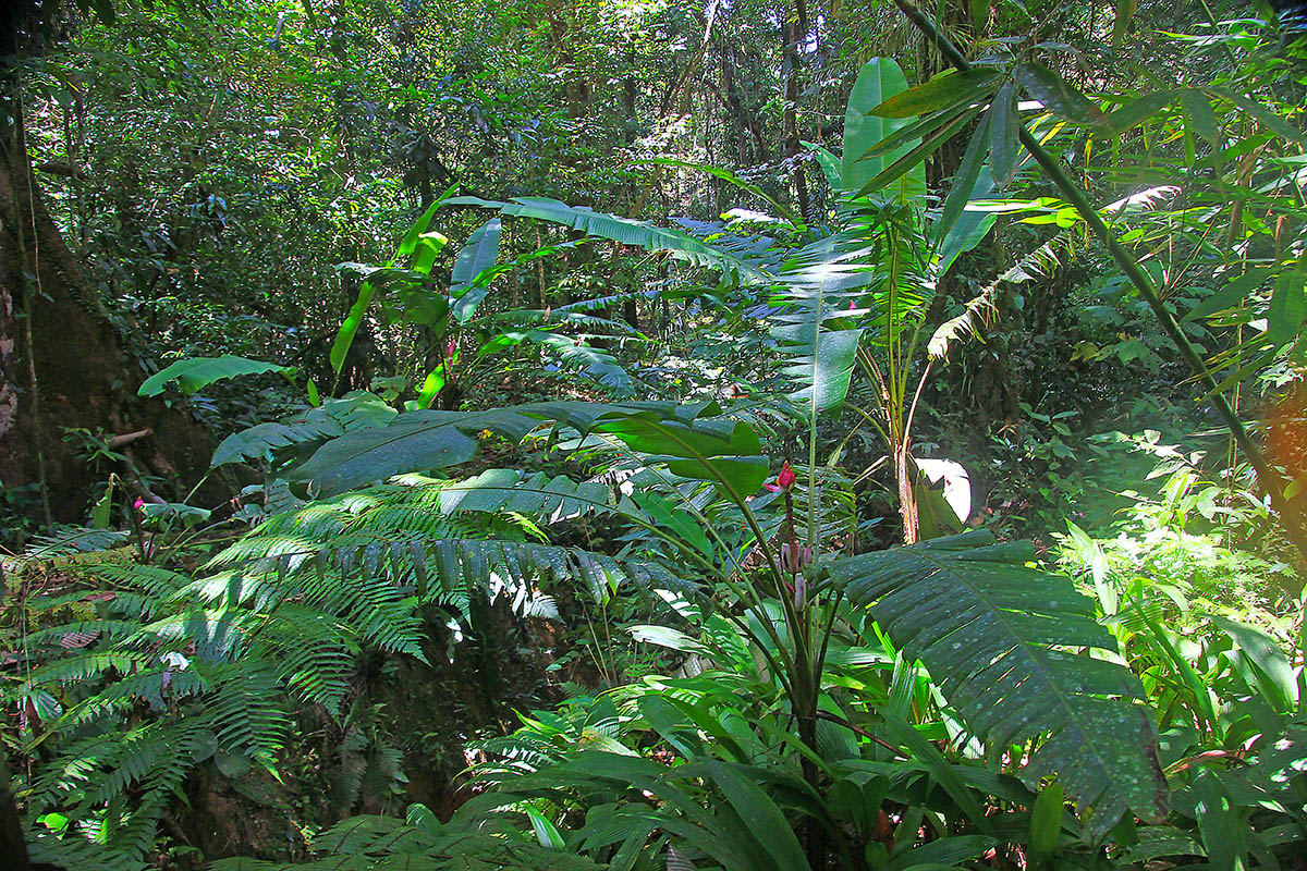 Image of genus Musa specimen.