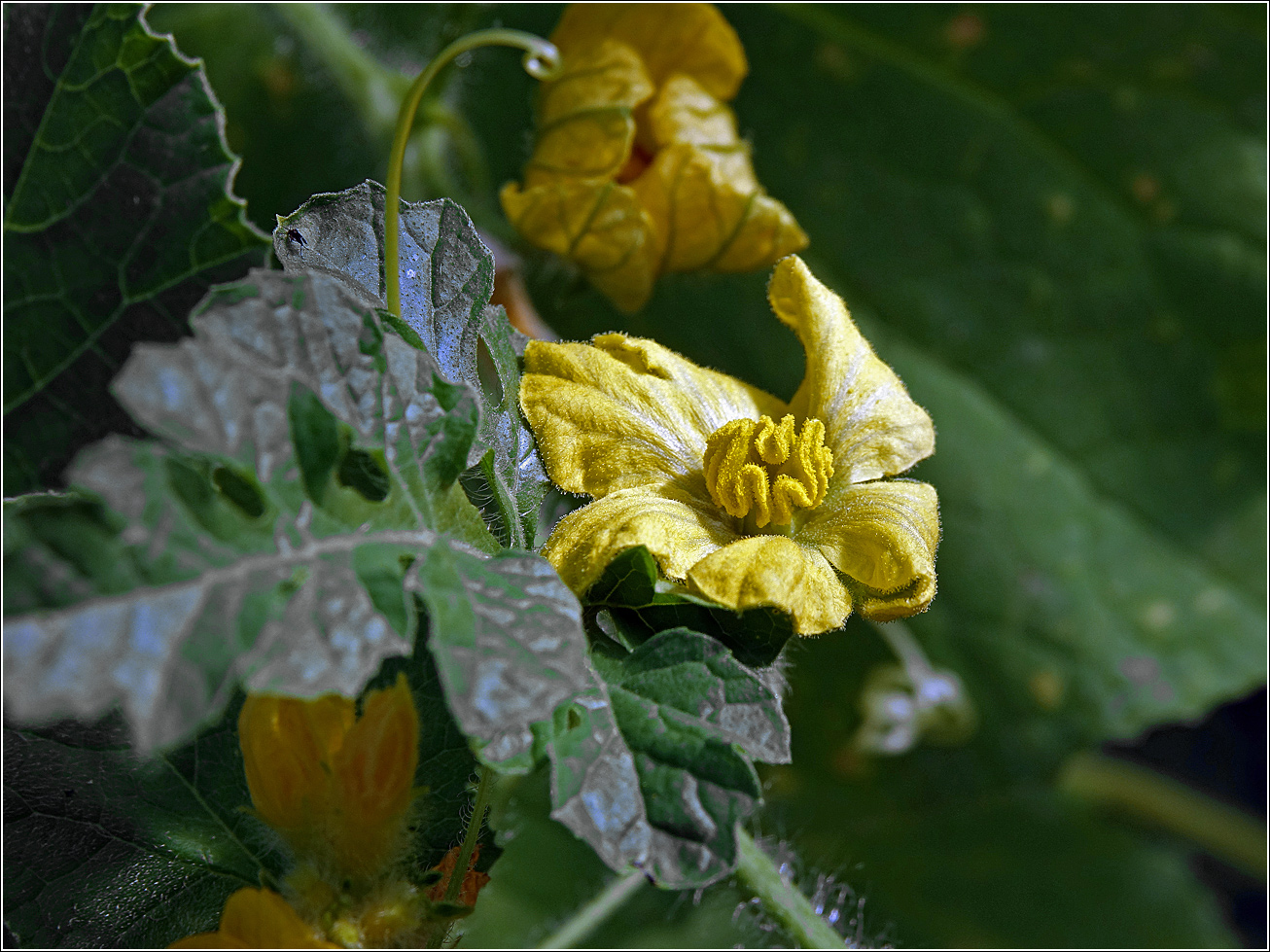 Изображение особи Citrullus lanatus.