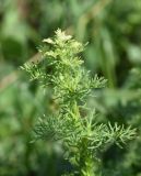 Artemisia chamaemelifolia. Верхушка вегетирующего растения. Республика Ингушетия, Джейрахский р-н, окр. ур. Бархане, луг. 22 июня 2022 г.