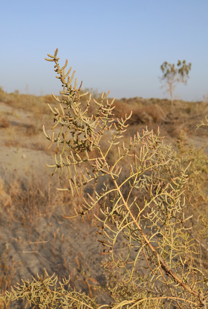 Image of Halostachys belangeriana specimen.