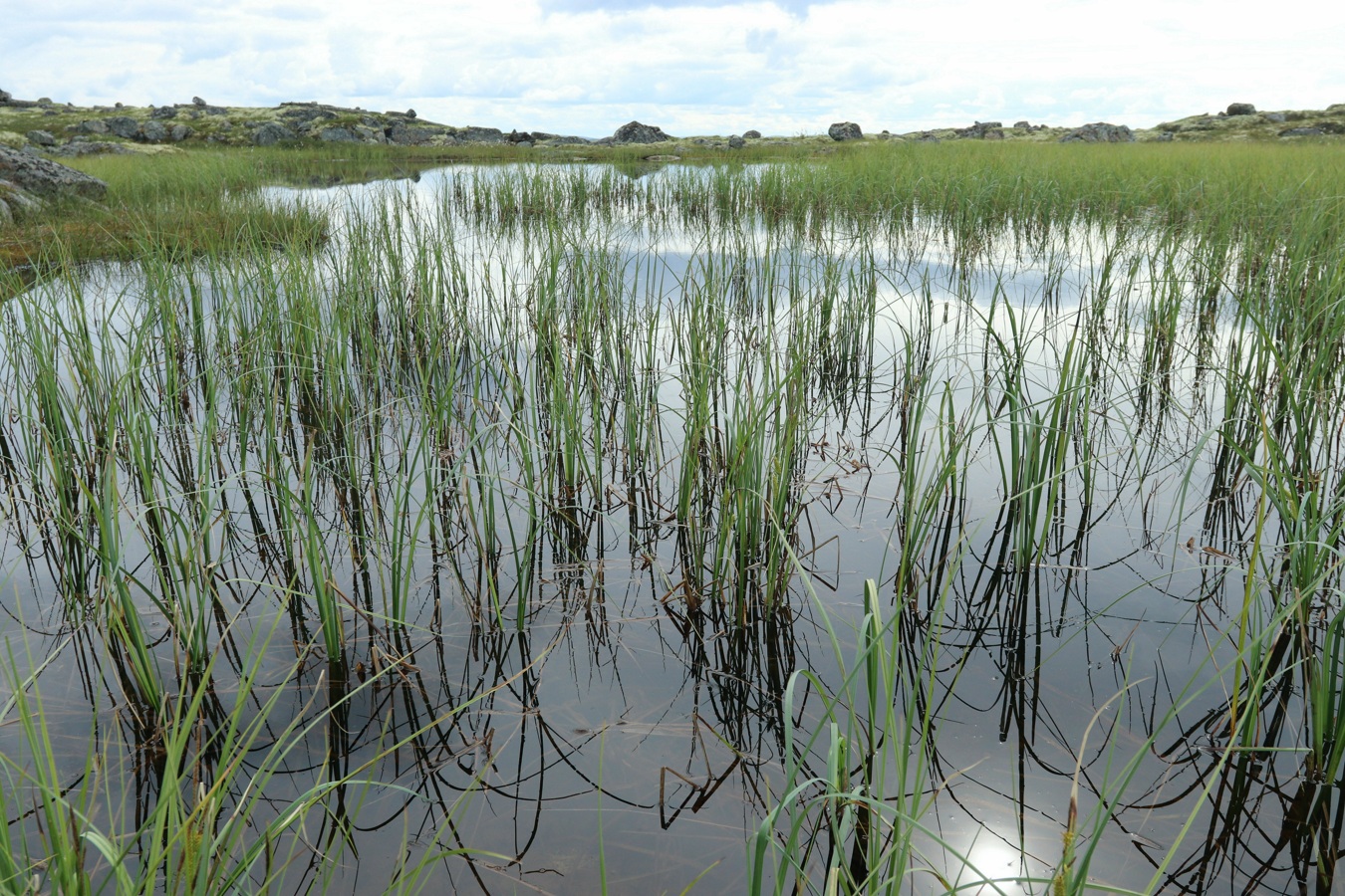 Image of Carex rostrata specimen.