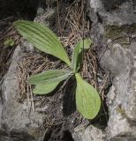 Plantago urvillei. Вегетирующее растение с высохшими генеративными побегами прошлого года. Пермский край, Кунгурский р-н, правый берег р. Сылва, ур. Камень Ермак, берёзово-сосновый лес, скальное обнажение. 04.06.2022.