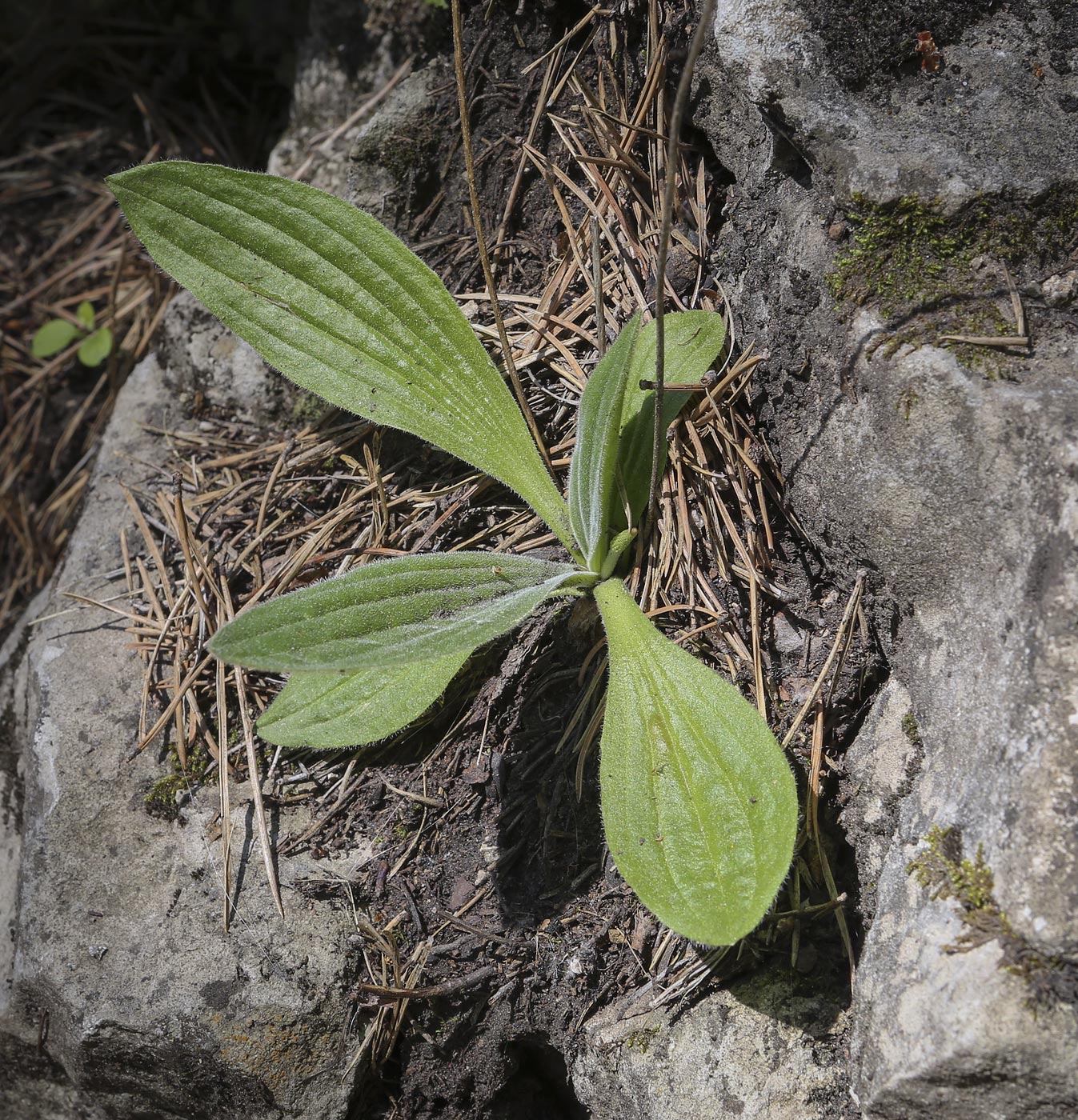 Изображение особи Plantago urvillei.