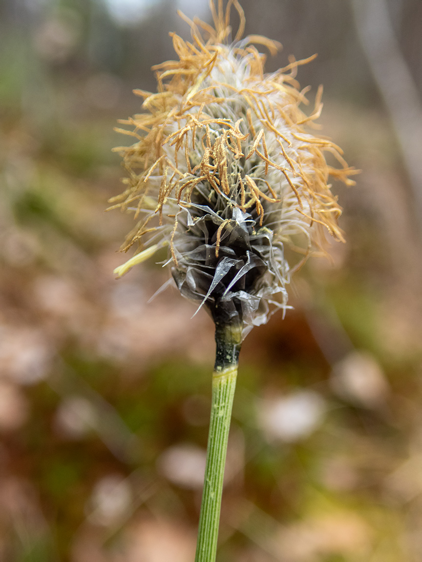 Изображение особи Eriophorum vaginatum.