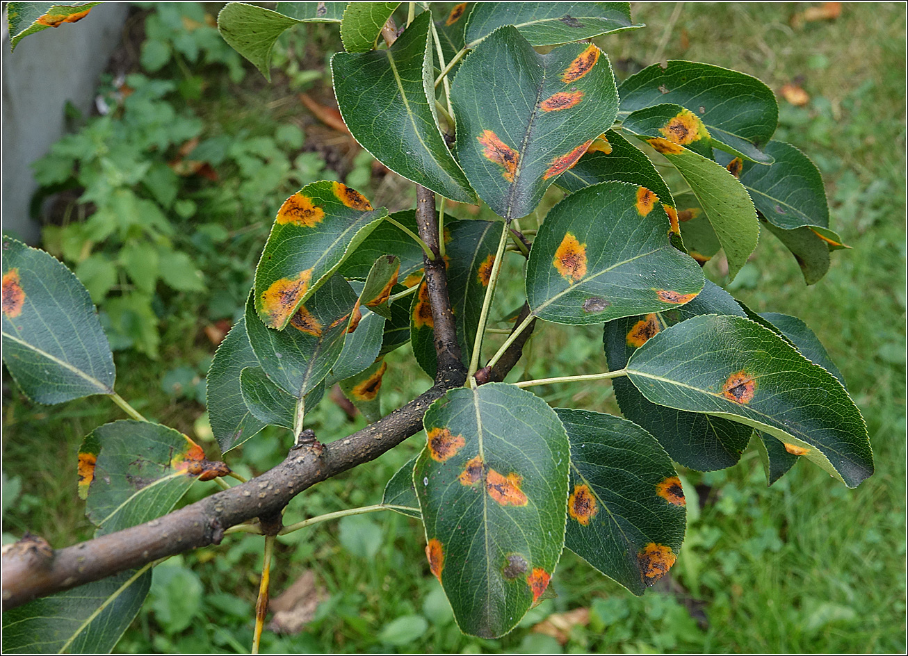 Image of Pyrus communis specimen.