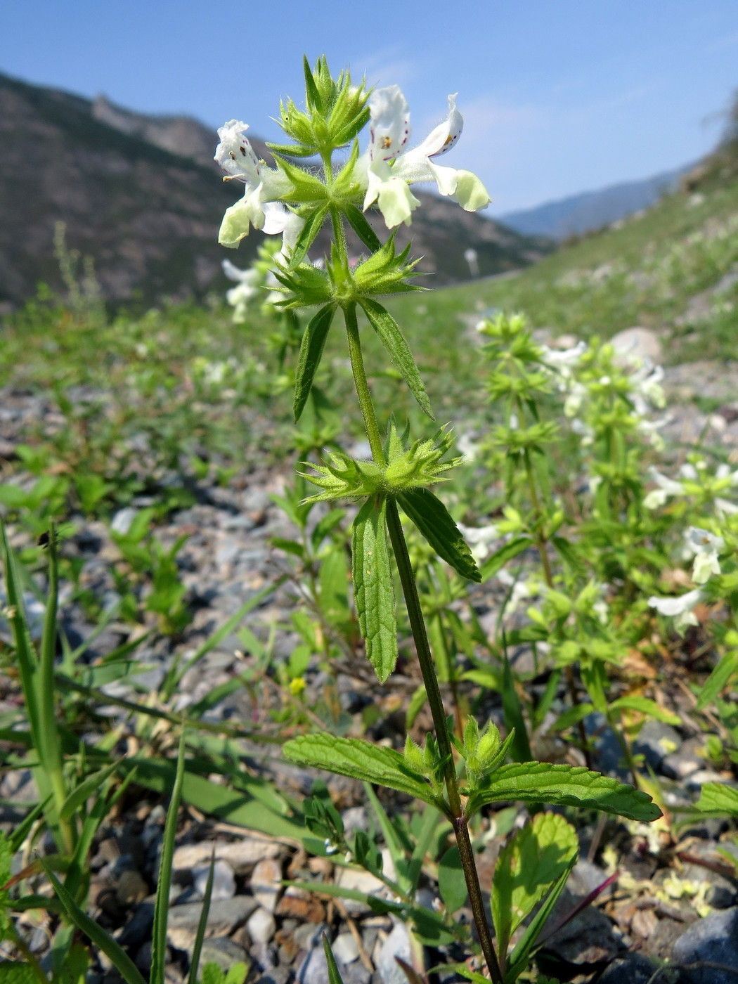 Image of Stachys annua specimen.
