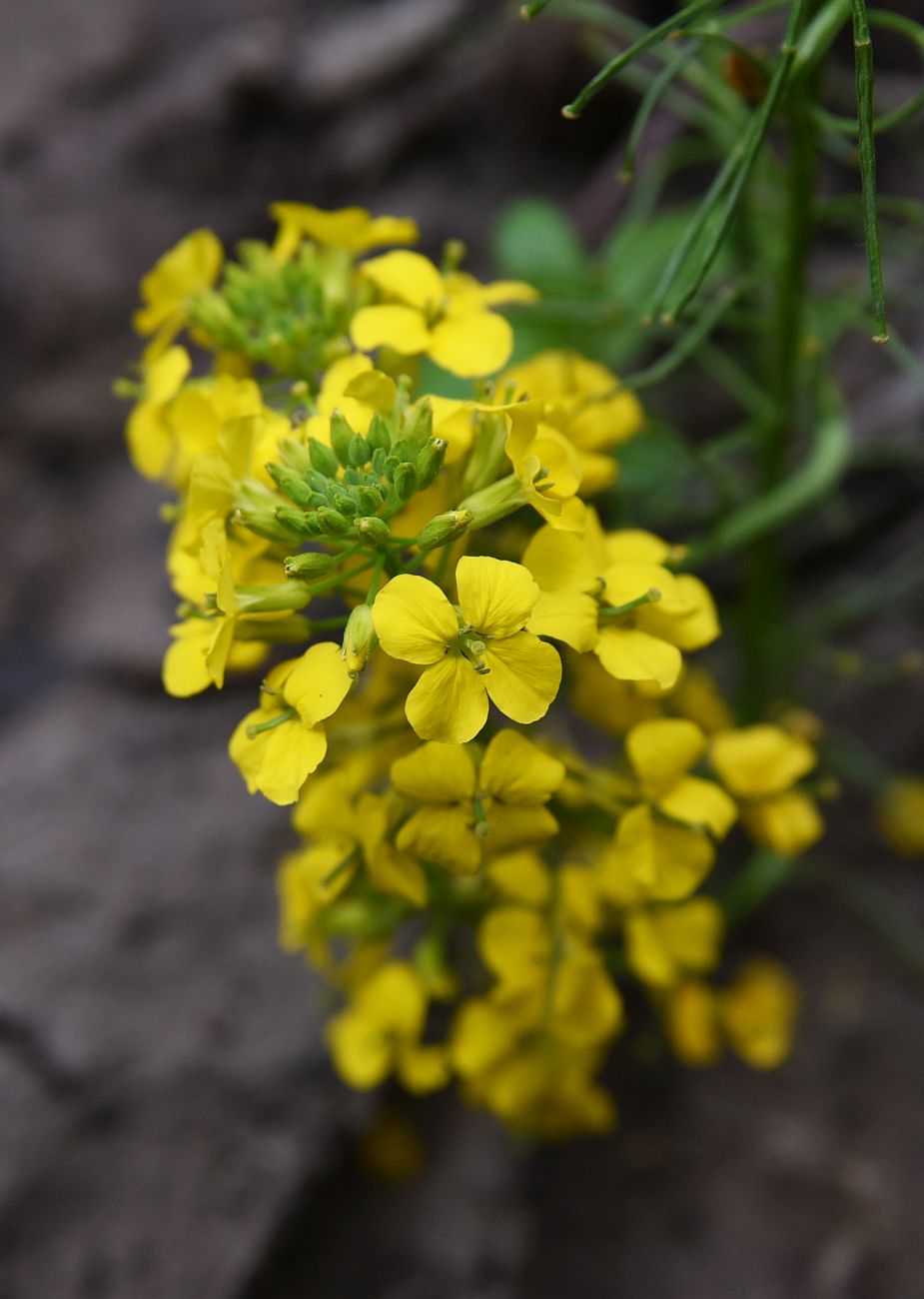 Image of Erysimum aureum specimen.