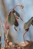 Euphorbia amygdaloides. Зацветающее растение. Краснодарский край, Сочи, окр. мкр-на Мацеста, Сочинский нац. парк, Агурское ущелье, широколиственный лес. 24.01.2015.