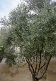 Olea europaea