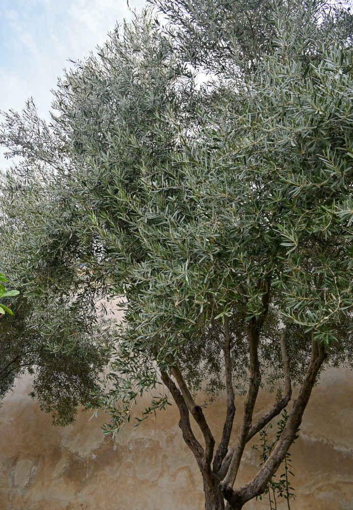 Изображение особи Olea europaea.