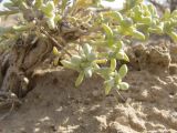 genus Arthrophytum