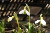 Galanthus plicatus