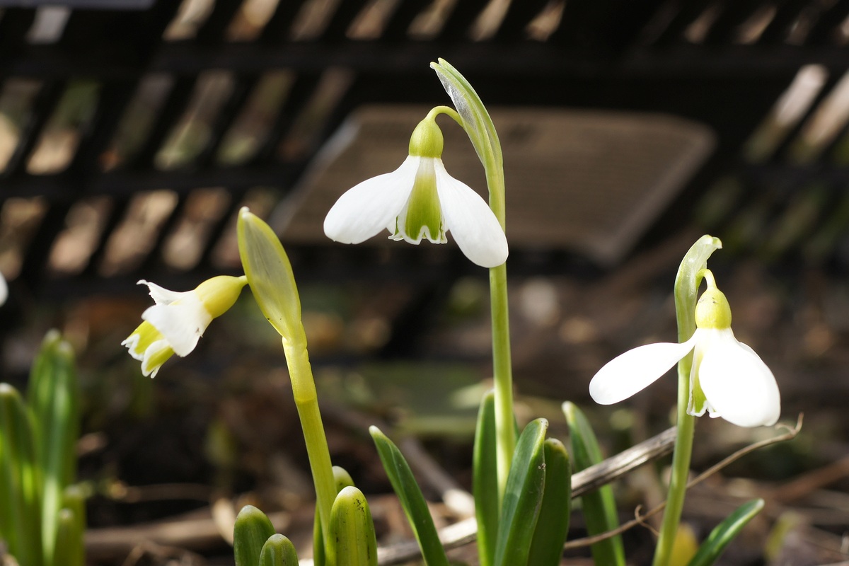 Изображение особи Galanthus plicatus.