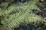 Polystichum tripteron. Верхушки вайи. Москва, Аптекарский огород, теневой сад, в культуре. 18.09.2022.