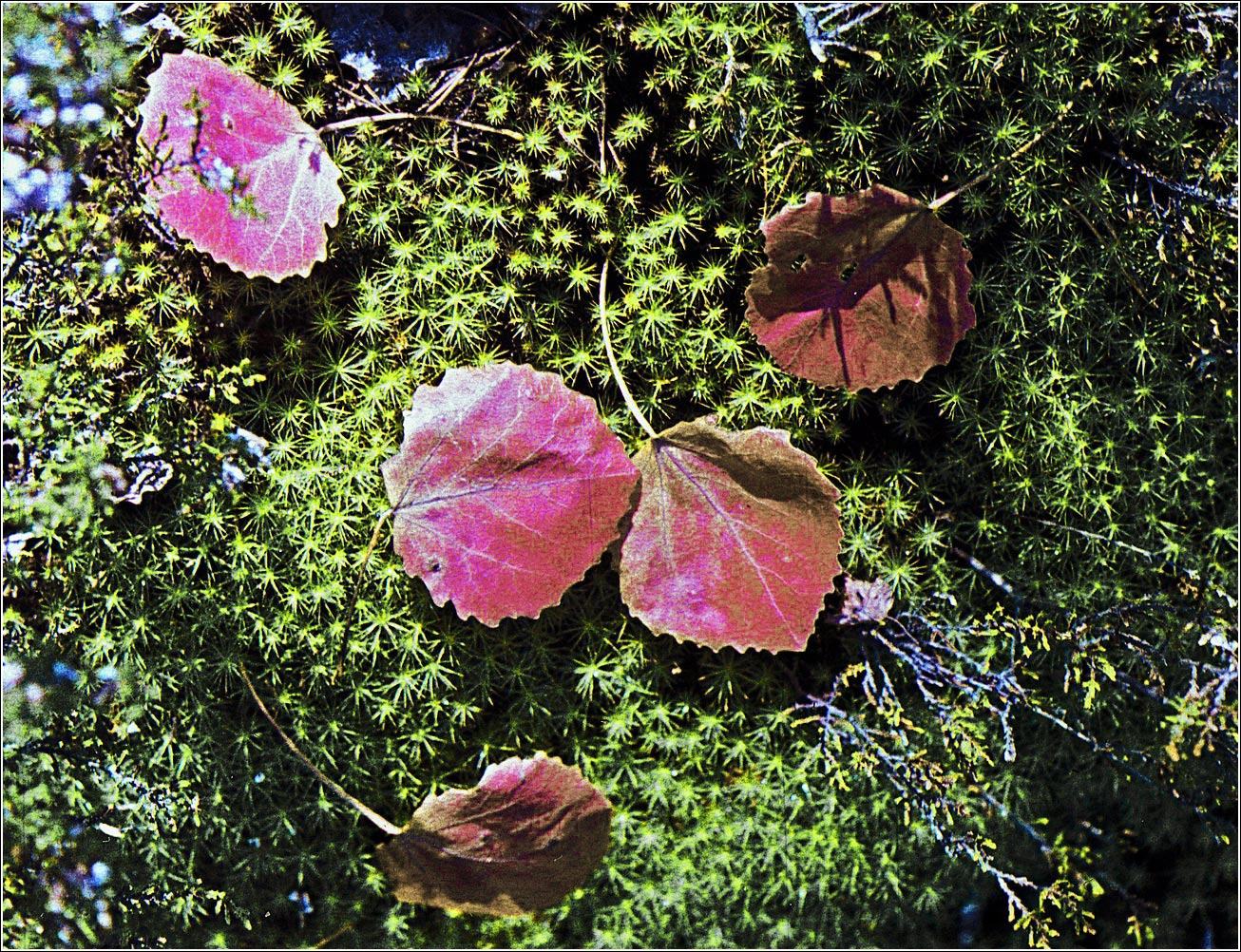 Image of Populus tremula specimen.