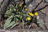 Tulipa australis