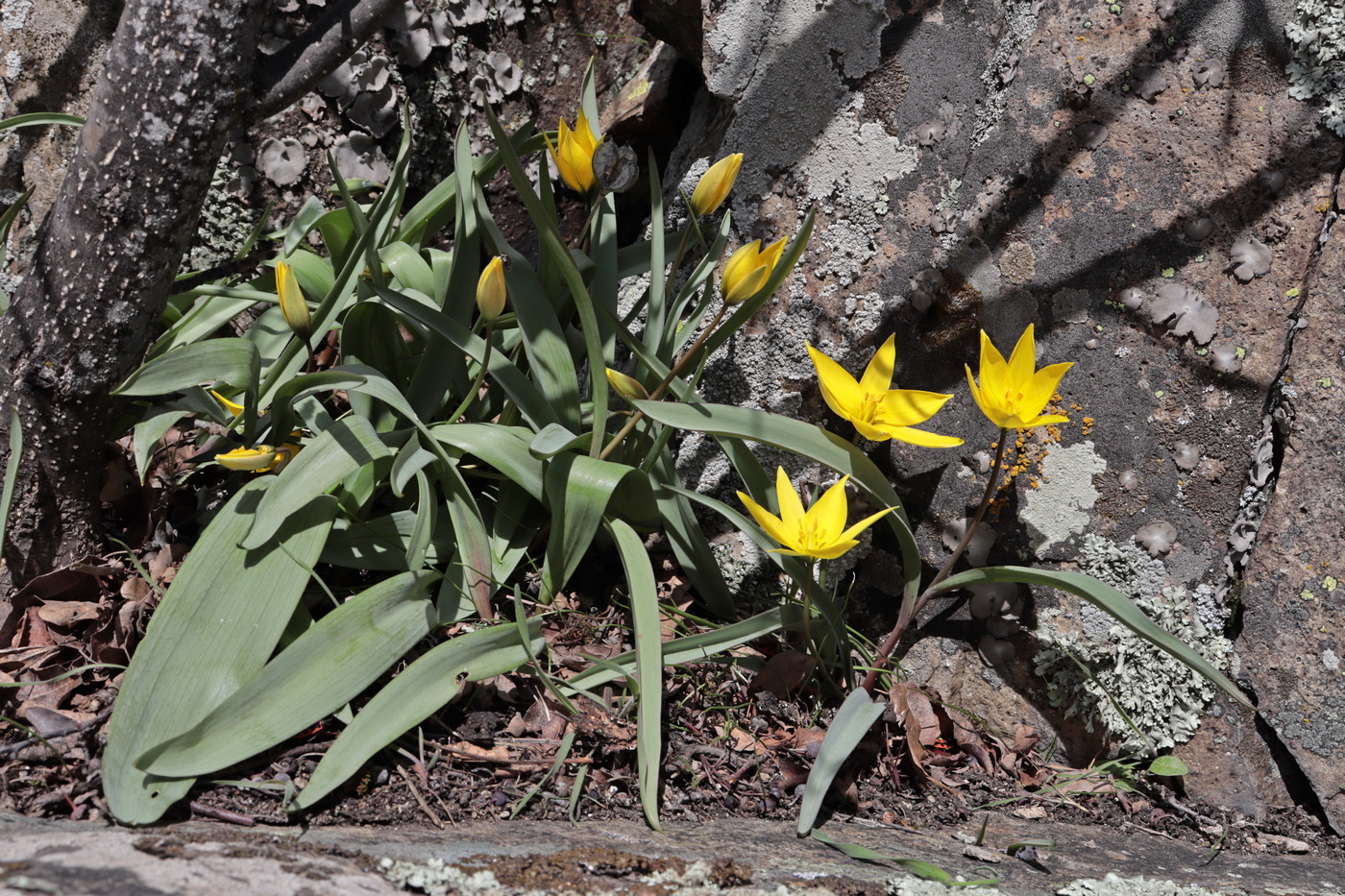 Image of Tulipa australis specimen.