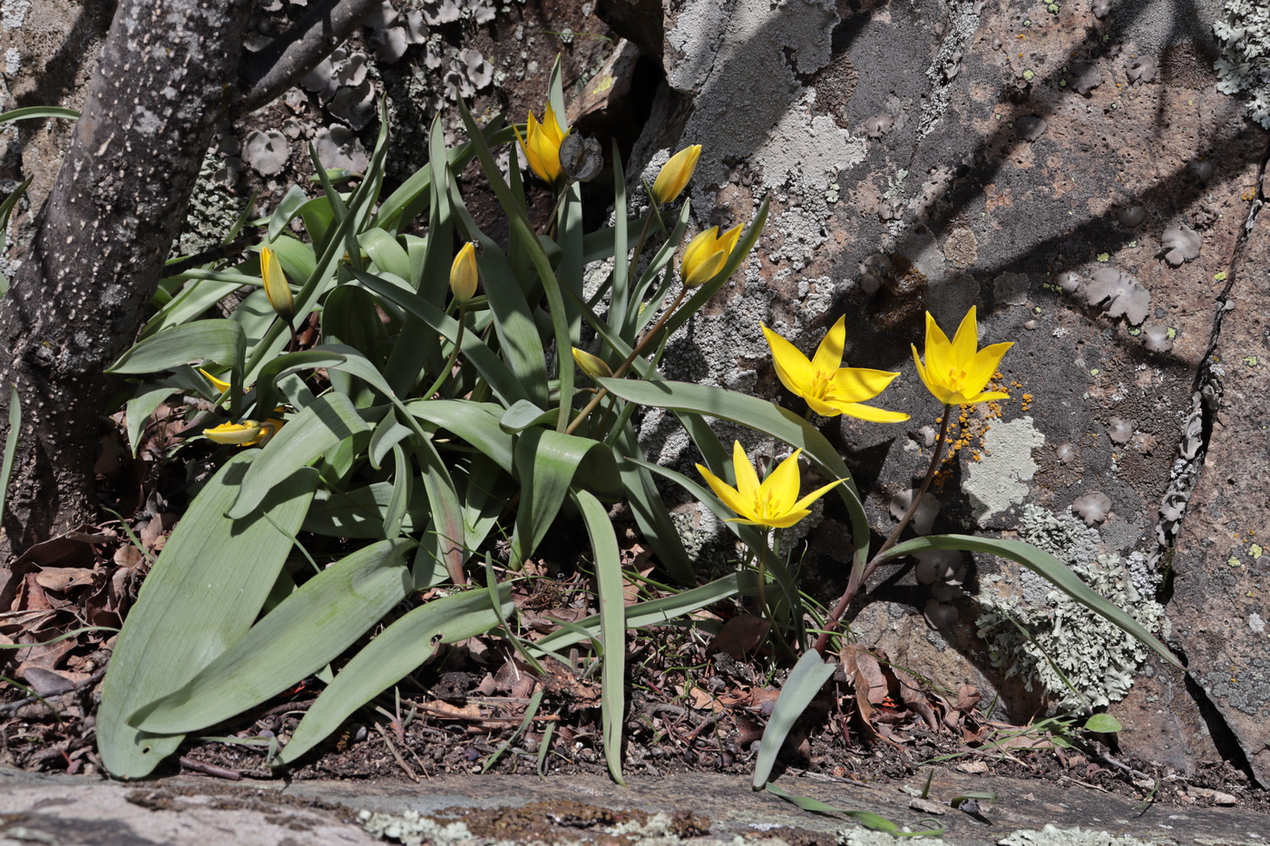 Изображение особи Tulipa australis.