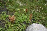 Orobanche campanulae. Цветущие растения. Республика Ингушетия, Джейрахский р-н, окр. альплагеря \"Кязи\", выс. 2030 м н.у.м, долина ручья. 23 июля 2022 г.